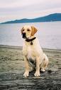 Seguros para Perros, Seguro para Perro Peligroso, Seguros Caninos, Mejor Seguro para Perros, asegurar perro, informacion seguro para perro